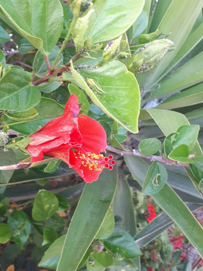 The Jasmine House Hotel Olvera Buitenkant foto